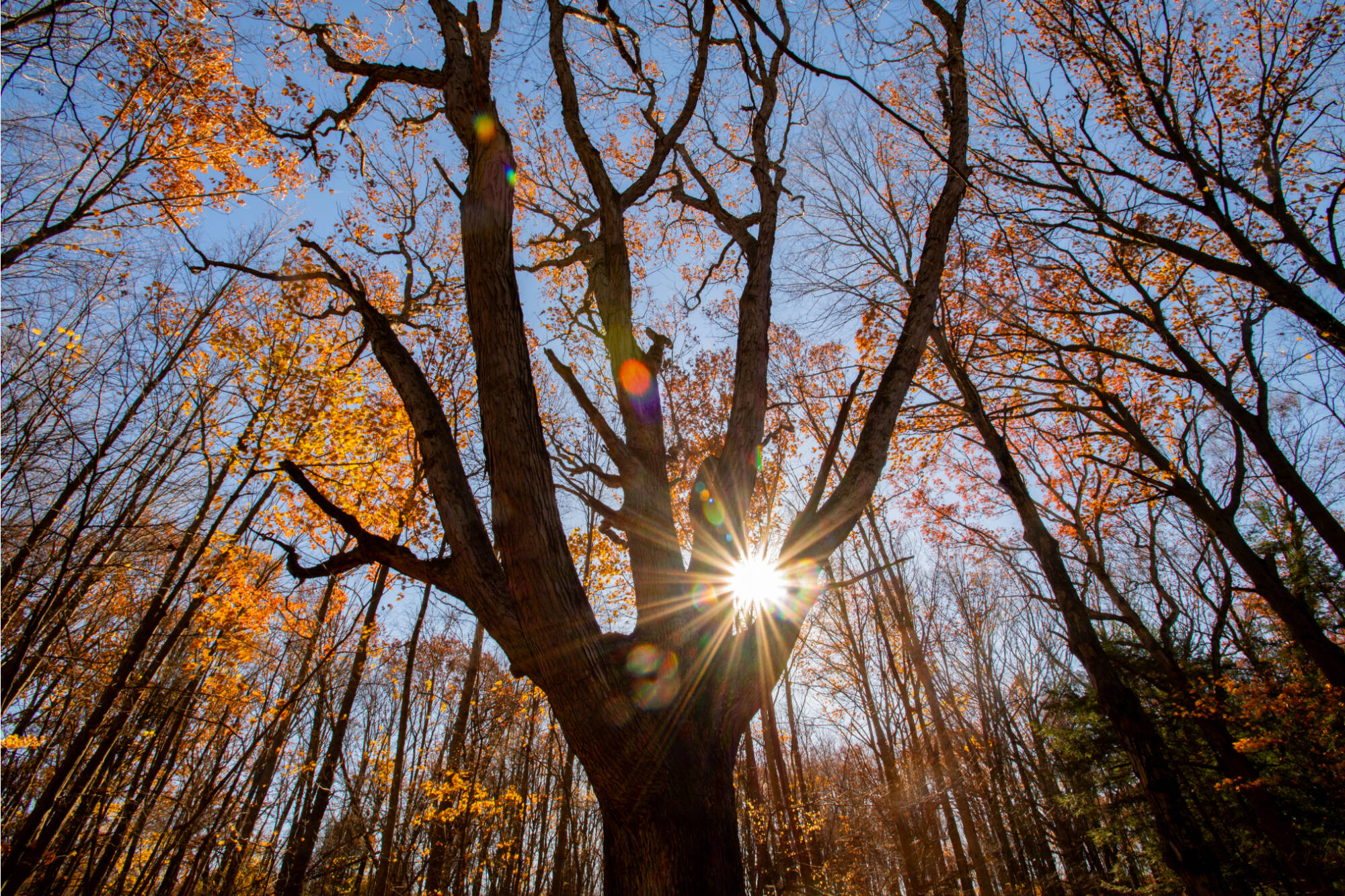 view into the canopy of trees in the fall